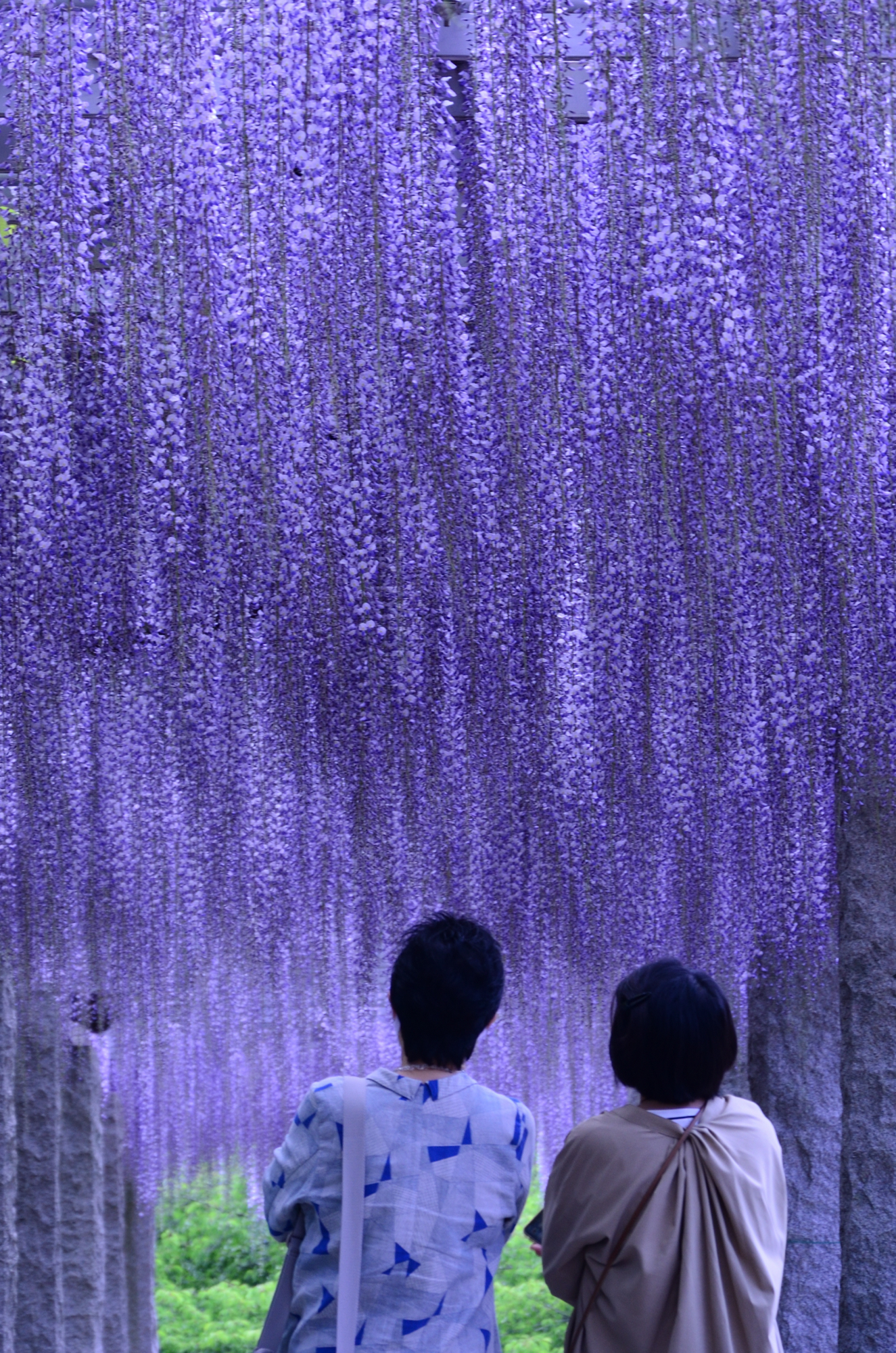 藤岡市さんはtwitterを使っています ふじの咲く丘のふじ棚が満開になりました 今日は天気も良く 心地よい風にふじの花がゆらゆらとゆれていました 視界いっぱいのふじに囲まれた別世界のような様子を 今年は写真でお楽しみください T Co 9ftpxppsdq