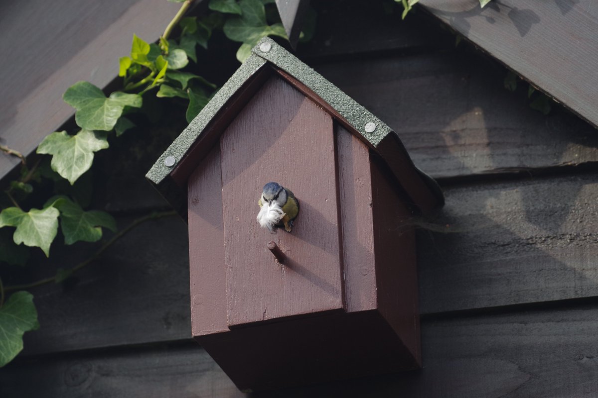 Something worth tweeting about - my son's birdbox has be up 3 years and at last, a couple of birds are making themselves at home 😀