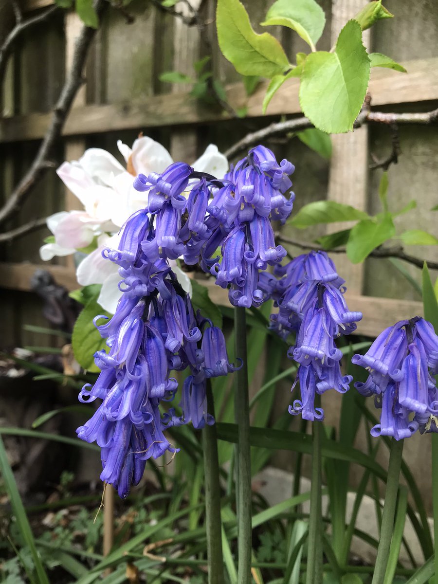 #englishbluebells #inmygarden I’ve Spanish bluebells in my front garden but the English bluebells in my back garden haven’t become crossed with them and are spreading! 😍 #bluebells