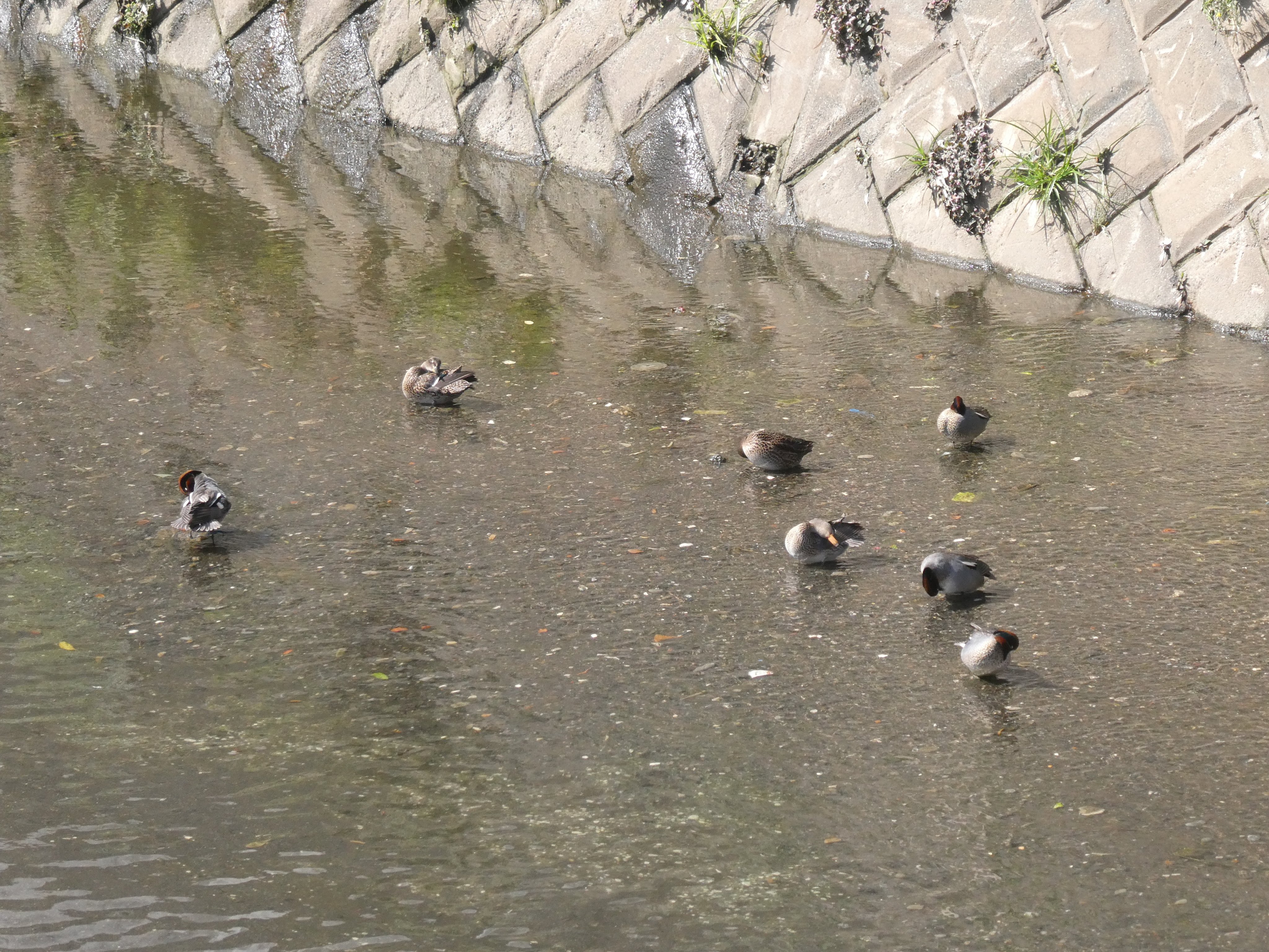 いまかわたまき 今日の鳥散歩 矢上川 とはいえ鳥の影はけっこう疎ら ツバメも飛んでいたけれど 飛んで 無理 21 04 30 矢上川 コガモ カルガモ コサギ T Co Kssgulnjpi Twitter