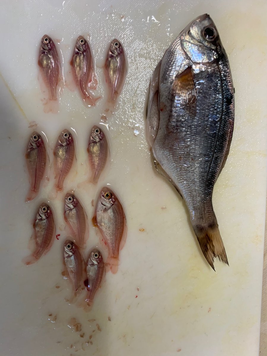Yohei Kumagai でっかいウミタナゴが釣れたので捌いたら大量の胎児が 卵胎生 生命の神秘 Yohei Kumagai でっかいウミタナゴが釣れたので捌いたら大量の胎児が 卵胎生 生命の神秘