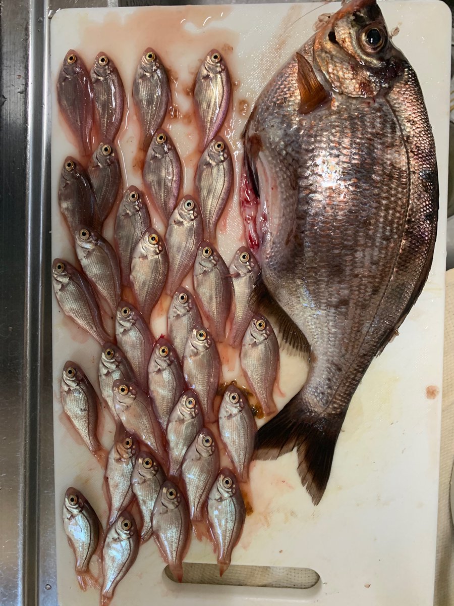 Yohei Kumagai でっかいウミタナゴが釣れたので捌いたら大量の胎児が 卵胎生 生命の神秘 Yohei Kumagai でっかいウミタナゴが釣れたので捌いたら大量の胎児が 卵胎生 生命の神秘