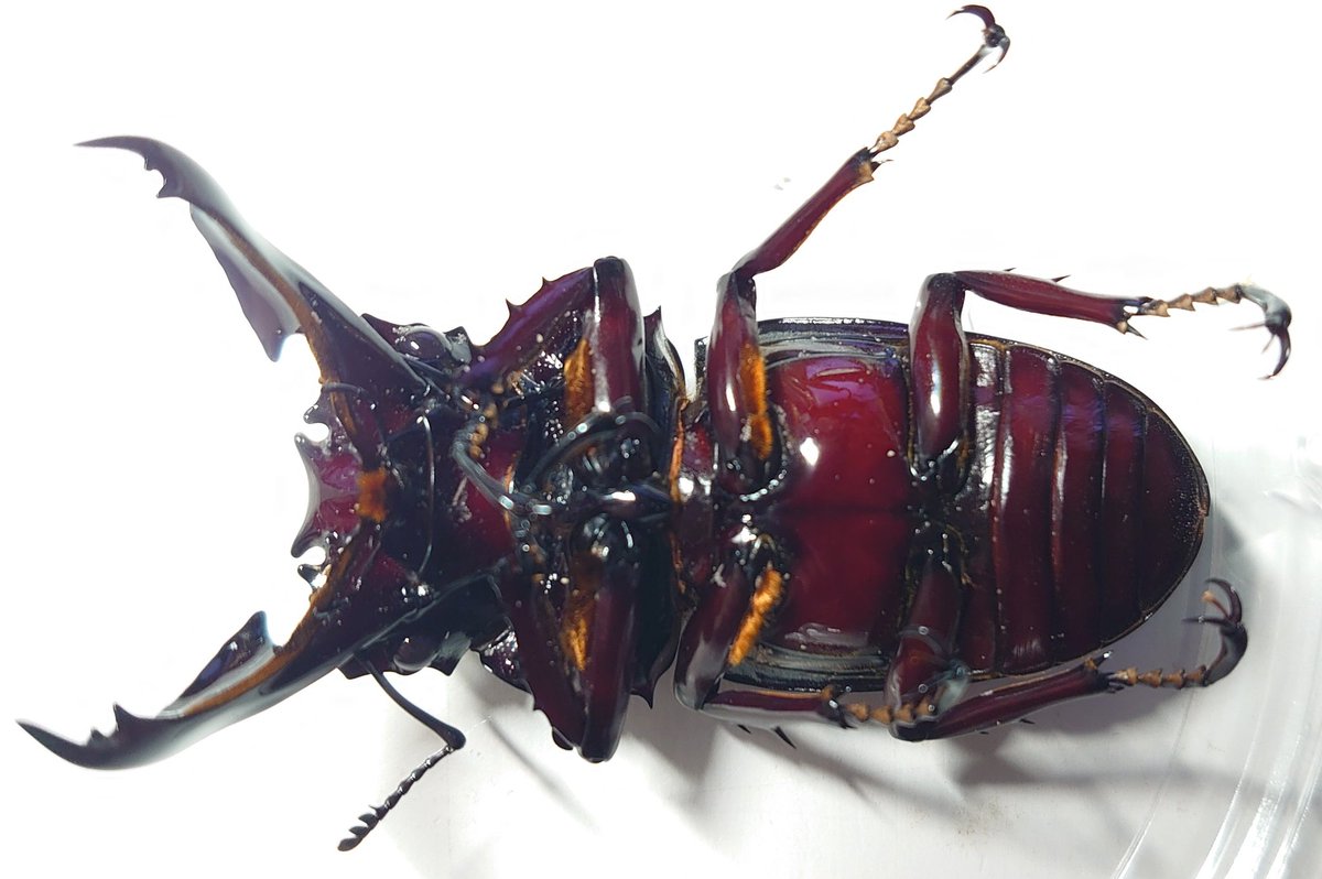 レギウスオオツヤクワガタ 赤レギ～75mm羽化してから1ヶ月経過です