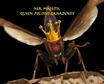 Prof Seirian Sumner (@waspwoman) on Twitter photo It's #QueenWaspDay!
<a href="/wespenvriend/">De Wespenvriend @BlueSky @Wespenvriend.nl</a> is instigating a new tradition to celebrate #wasps, on 30th April - a time in the N hemisphere when people start noticing these beautiful mama-wasps-to-be.
Queen wasps produce 10s-1000s workers, with impt roles in ecosystems.
#wasplove It's #QueenWaspDay!
<a href="/wespenvriend/">De Wespenvriend @BlueSky @Wespenvriend.nl</a> is instigating a new tradition to celebrate #wasps, on 30th April - a time in the N hemisphere when people start noticing these beautiful mama-wasps-to-be.
Queen wasps produce 10s-1000s workers, with impt roles in ecosystems.
#wasplove