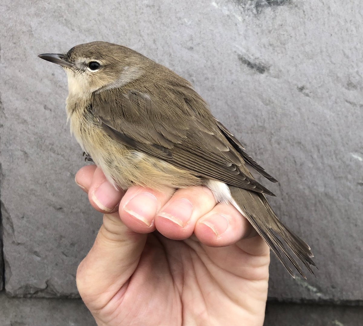 A brief early morning visit @hilbrebirdobs produced our first #GardenWarbler of the year - with a fat score of “40” and with a dark pollen horn ... where has it been feeding up?