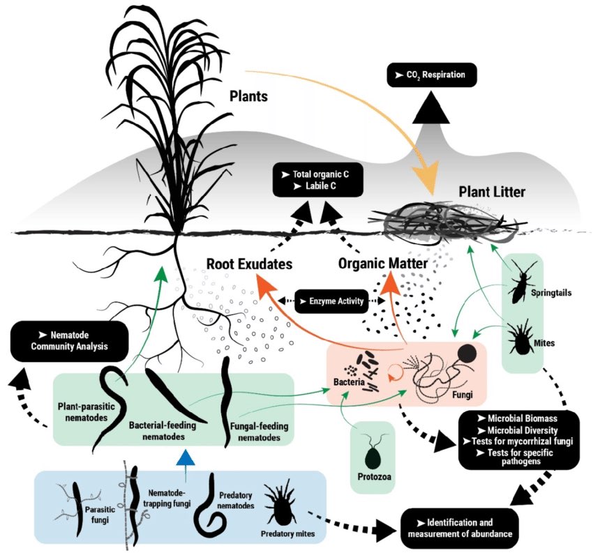 This army of organisms process organic matter, our dead plants, leftovers from harvests and animal manure, feeding from it, passing it through their ecosystem until it eventually becomes a useable source of nutrition that the plants can utilise.