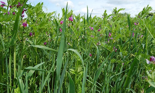 One option to do this is to add a cover crop into the rotation. Giving the soil a break by growing a crop that will be mulched and decompose back into the soil.