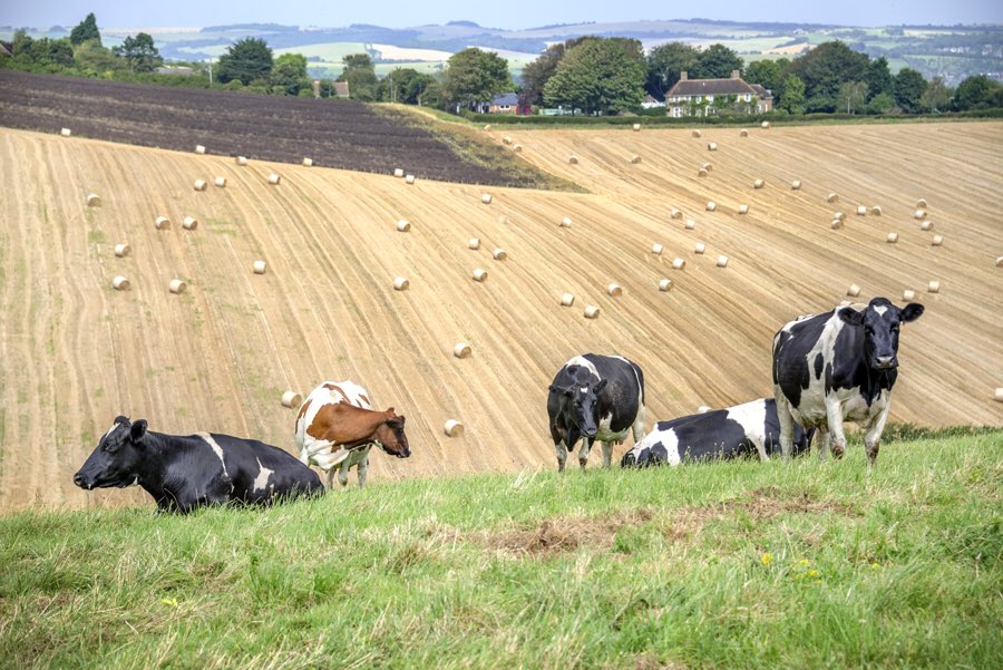 It’s the combination of our topography and maritime climate which allows UK farmers to grow crops and livestock side by side, both mutually beneficial to each other while also benefiting the environment, feeding the nation and maintaining our sustainability.  #BackBritishFarming