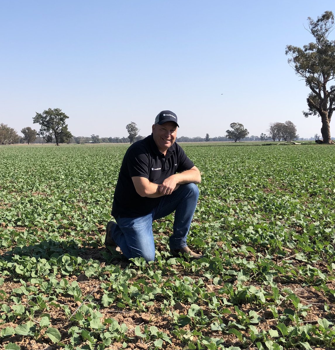 Noske Family Farm near Yerong Creek NSW, Peter Coles, Delta Ag Yass impressed with 2021 crop of #Hyola Feast CL Sown 29/3 with plans to wean lambs (graze up to Mid July) &amp; then turn off as trade lambs <a href="/deltaagribus/">Delta Agribusiness</a> <a href="/timmy64c/">timmy64C</a> <a href="/PacificSeeds/">Pacific Seeds</a> @Coles_Petey <a href="/schilgee/">iKarl iSchilg</a> <a href="/AgMannes/">Anton Mannes</a> <a href="/AgroJAK/">John Kirkegaard</a>