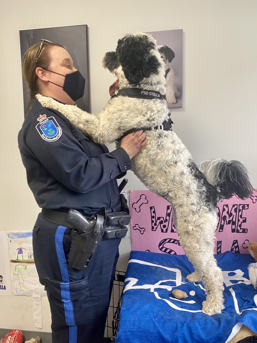 PSD Stella (@psd_stella) on Twitter photo I’m so excited it’s #EmployeeWellnessFriday today! After a long week of community visits & training I❤️relaxing <a href="/RNC_PoliceNL/">Royal Newfoundland Constabulary</a> on Fridays. I enjoy the employee visits in my office throughout the day & then I do my tour around HQ; some treats may be involved! #MentalHealth
🐾Stella I’m so excited it’s #EmployeeWellnessFriday today! After a long week of community visits & training I❤️relaxing <a href="/RNC_PoliceNL/">Royal Newfoundland Constabulary</a> on Fridays. I enjoy the employee visits in my office throughout the day & then I do my tour around HQ; some treats may be involved! #MentalHealth
🐾Stella