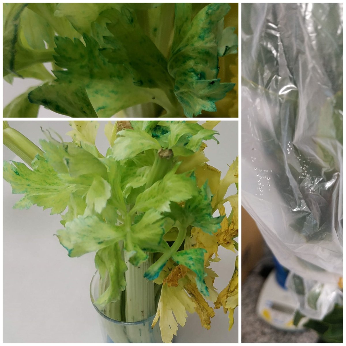 EISnews's tweet image. 🌿💦 Los alumnos de P5 han llevado a cabo en #ScienceLaboratory unos experimentos para comprender mejor cómo las plantas hacen circular por su interior los nutrientes que absorben por las raíces gracias a la transpiración de agua que ocurre en sus hojas.
#EuropaEsMiColegio