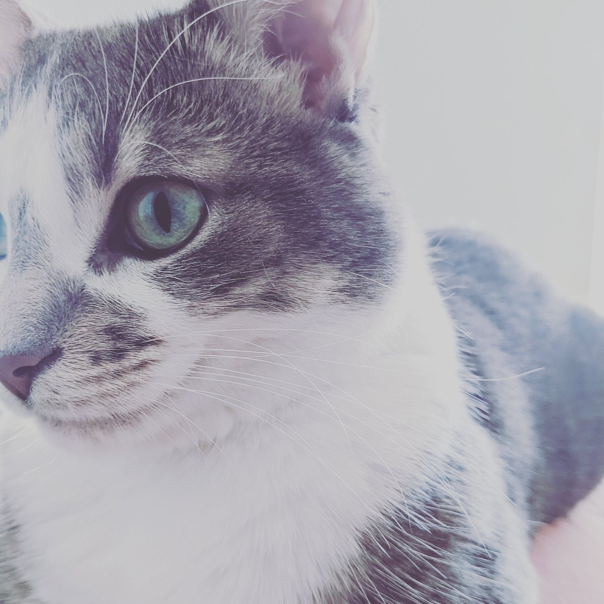 #cats #catsofinstagram #cat #of #catstagram #instagram #catlovers #catlover #catlife #instacat #meow #pets #kittens #kitten #kitty #catoftheday #love #cute #pet #animals #dogs #gatos #world #gato #petsofinstagram #adoptdontshop #kittensofinstagram #cutecats #lovecats #bhfyp