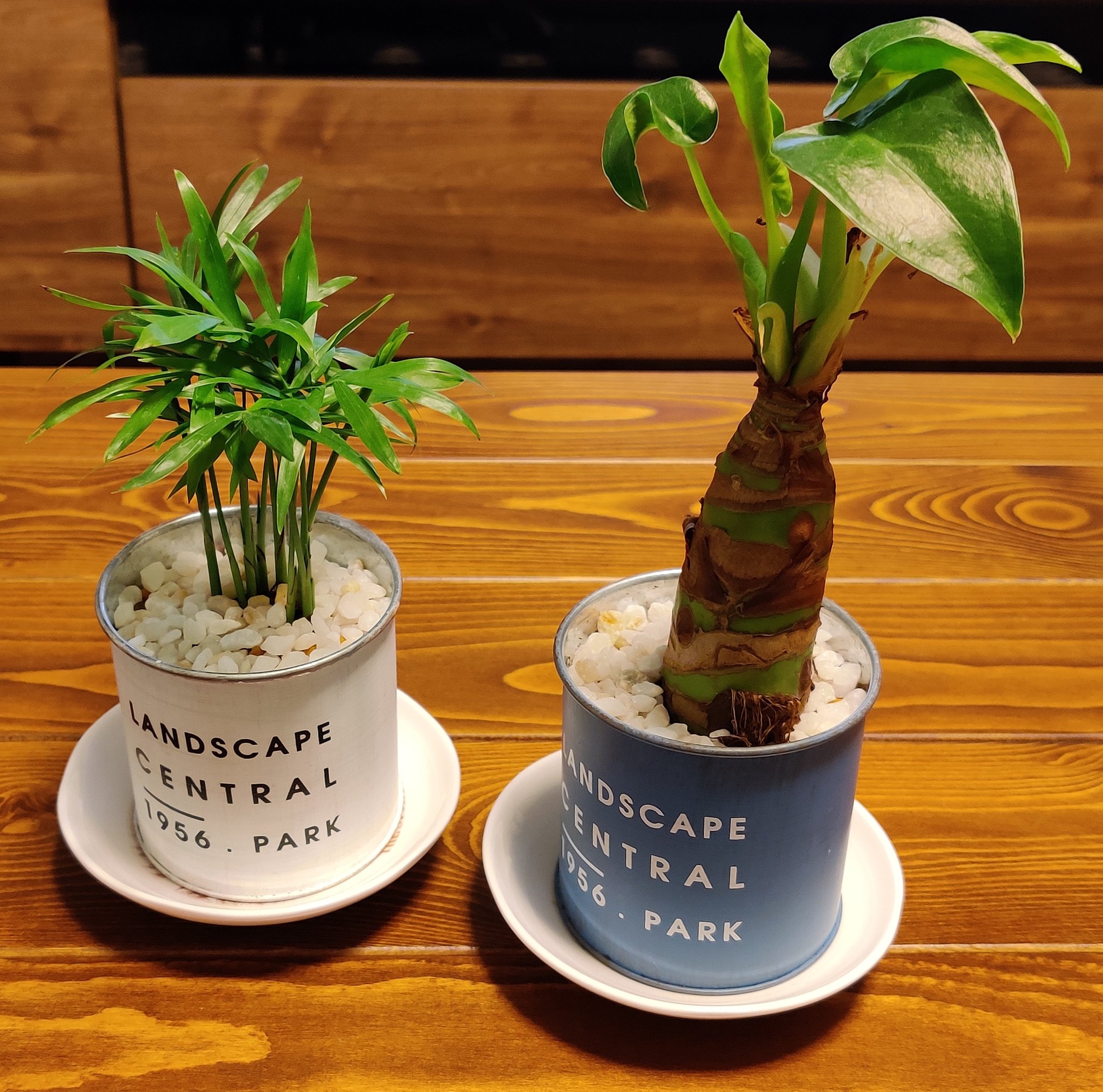 Yazan 日間で100均観葉植物がどう変化したかを載せてみた テーブルヤシは新芽が2つ伸びてるけどまだ開いてないからあんまり変わってないよね クワズイモが葉っぱも増えて気付かなかったけど縦にも伸びてた T Co 2emb3xnh6i Twitter Yazan 日間で100均観葉植物がどう変化したかを載せてみた テーブルヤシは新芽が2つ伸びてるけどまだ開いてないからあんまり変わってないよね クワズイモが葉っぱも増えて気付かなかったけど縦にも伸びてた T Co 2emb3xnh6i Twitter