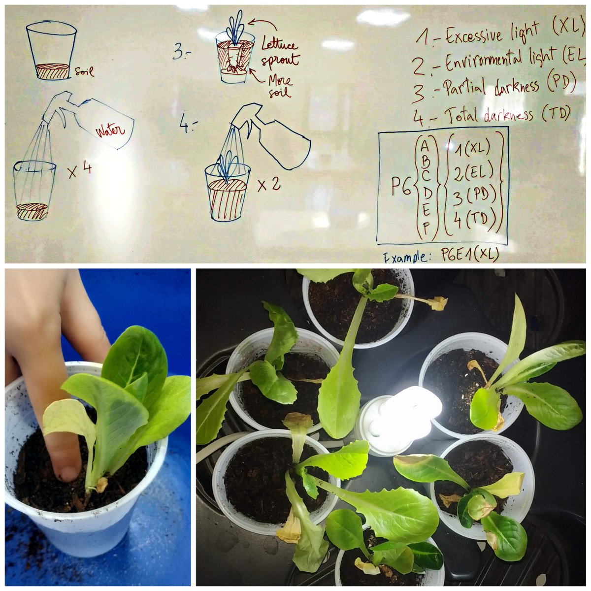 EISnews's tweet image. 🌱💡 En #ScienceLaboratory, los alumnos de P6 han preparado unos experimentos de larga duración para descubrir los efectos de la luz en las plantas. La espera ha dado sus frutos y han observado fenómenos como el fototropismo.
#EuropaEsMiColegio