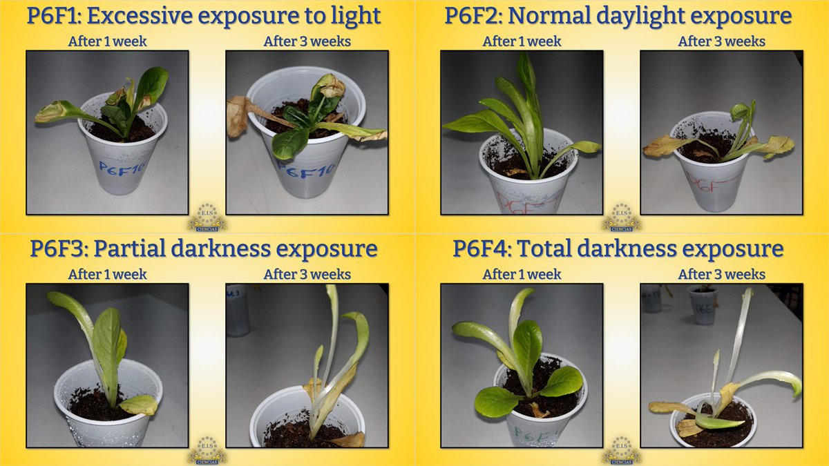 EISnews's tweet image. 🌱💡 En #ScienceLaboratory, los alumnos de P6 han preparado unos experimentos de larga duración para descubrir los efectos de la luz en las plantas. La espera ha dado sus frutos y han observado fenómenos como el fototropismo.
#EuropaEsMiColegio