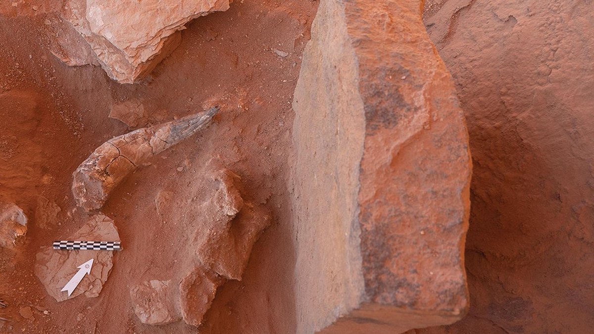 The team’s excavations also provided evidence that these structures were built for rituals, as they uncovered an apparent offering of cattle horns and skull parts. 11/: Cattle horn 'offering' (marked with arrow) in situ