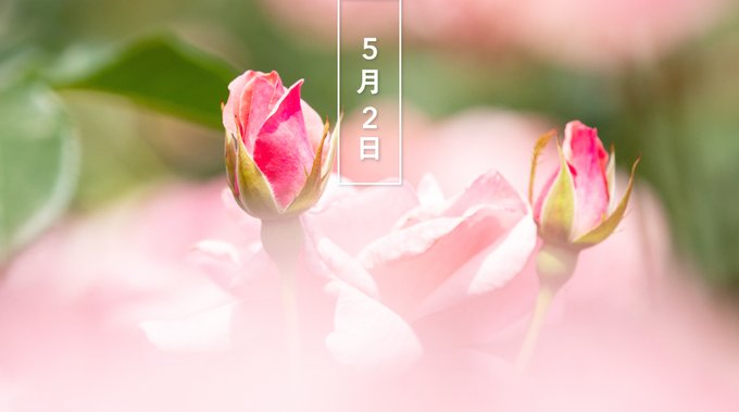 きょう6月2日は ローズの日 バラの花言葉は 愛 美 きょう6月2日は ローズの日 バラの花言葉は 愛 美