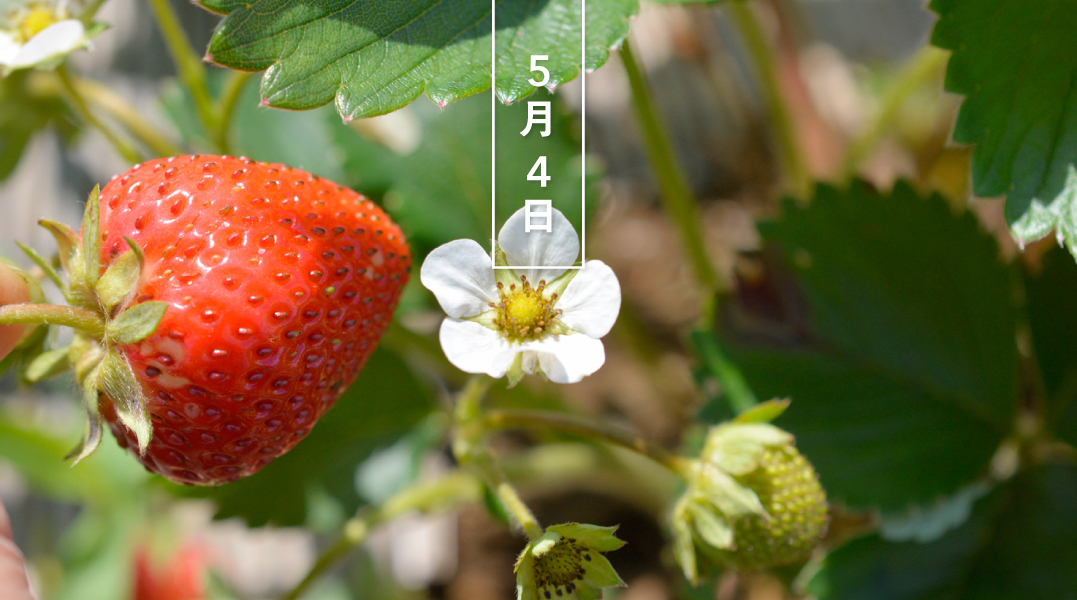 暦生活 こよみせいかつ イチゴ 苺 花の日めくり 花言葉は 尊重と愛情 です バラ科の多年草で 一般にはオランダイチゴ 属を指します 赤くて甘い部分は 膨らんだ花床 かしょう で 表面のツブツブが本当の果実です 北欧神話では 愛の女神