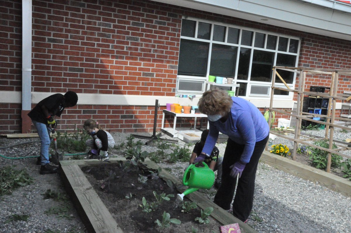 KevinRickard4's tweet image. We had a great crowd for the Garden Chefs club yesterday.. Some worked on weeding, planting feeding and watering. I introduced them to grass tea as a plant food. Nasty smell.. @HRichardson_VB @vbscratch #vbalwayslearning