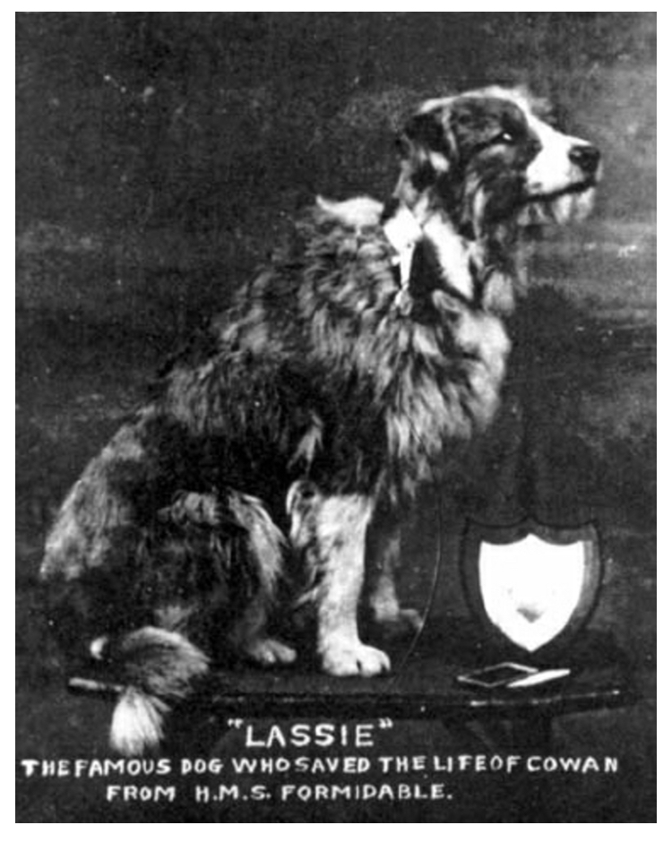 He began to respond to Lassie's licks and when signs of life were seen others ran to his aid and helped finish reviving him. Cowan & Lassie became inseperable during his recovery. Lassie was awarded two medals & won the 1915 Canine Heroes & Heroines award at Crufts