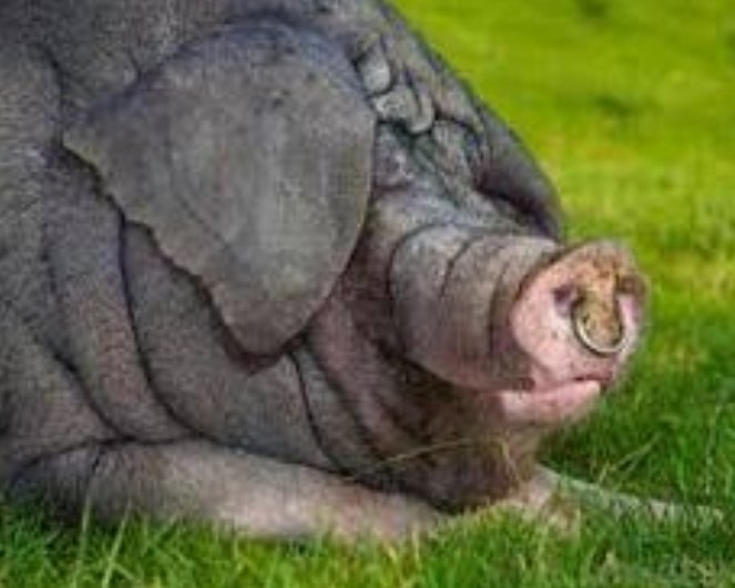 ImpactingYW's tweet photo. Proverbs 11:22 NLT
A beautiful woman who lacks discretion is like a gold ring in a pig’s snout.
#HaveDiscretion
#impactingyw https://t.co/2eT49CS9bp
