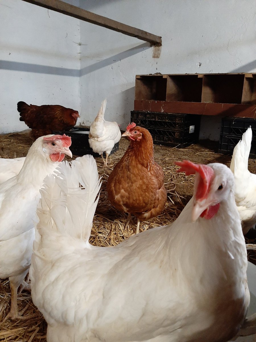 Mijn kippen doen het prima! #boerderijeieren #weetwatjeeet
