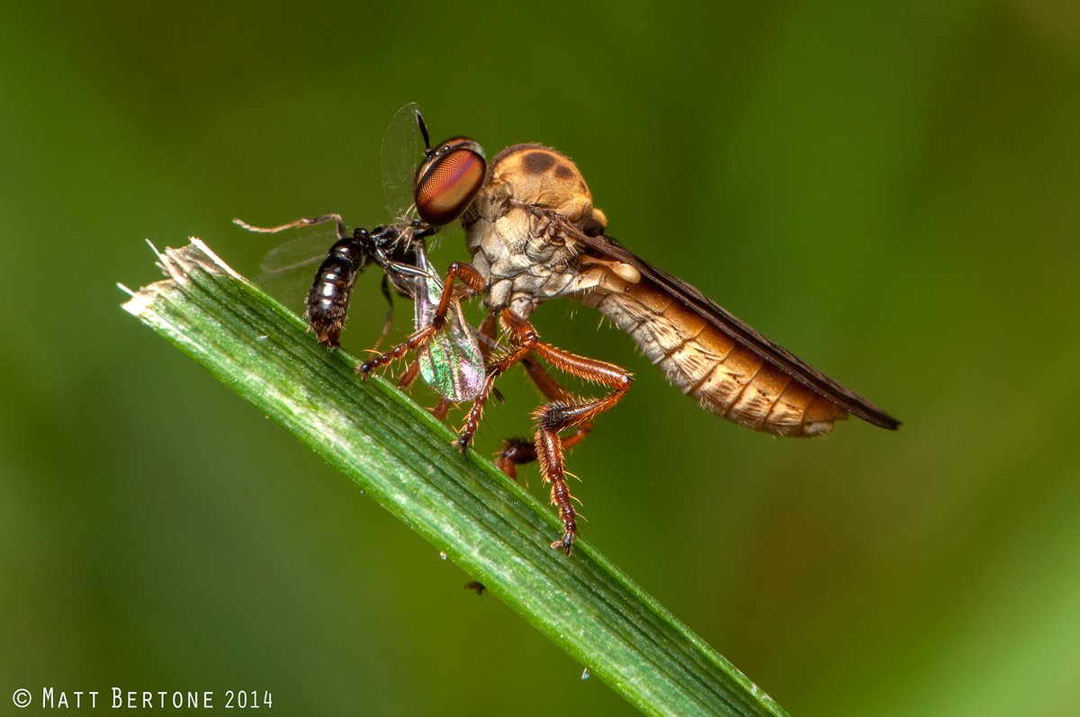 #Asilidae come in all sizes and shapes - they're a fantastic group of predatory #flies!

#WorldRobberFlyDay