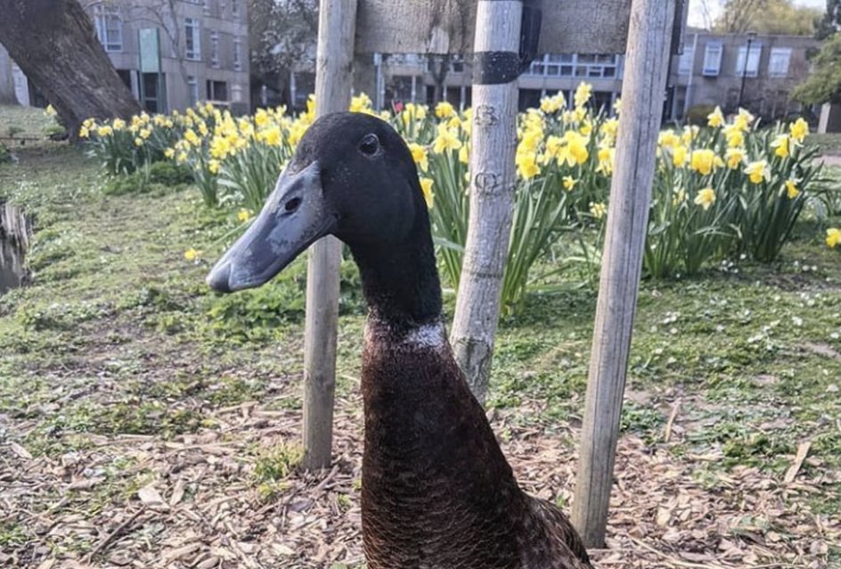 Huge duck Long Boi has own Instragram account and is loved by Peter Crouch