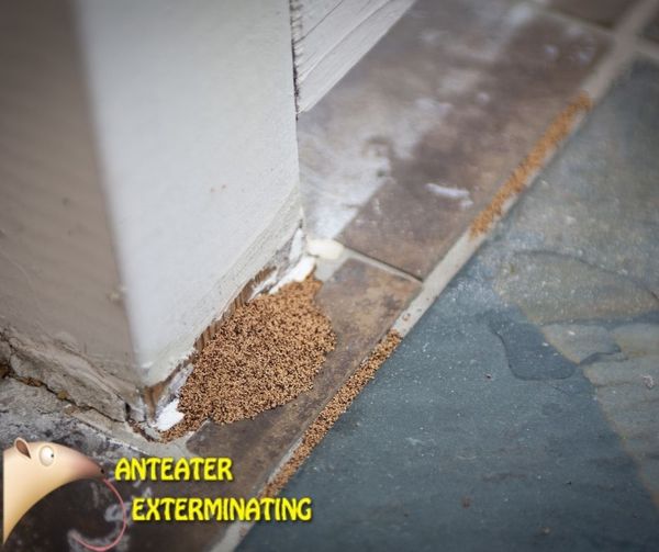 AnteaterInc's tweet photo. Do you have termites? Wondering what to do now? Don’t worry. Here at Anteater Pest Control, we are experts at eliminating termite infestations. Call today to talk about our options! (602) 910-4121 https://t.co/J8X8ejtfAU