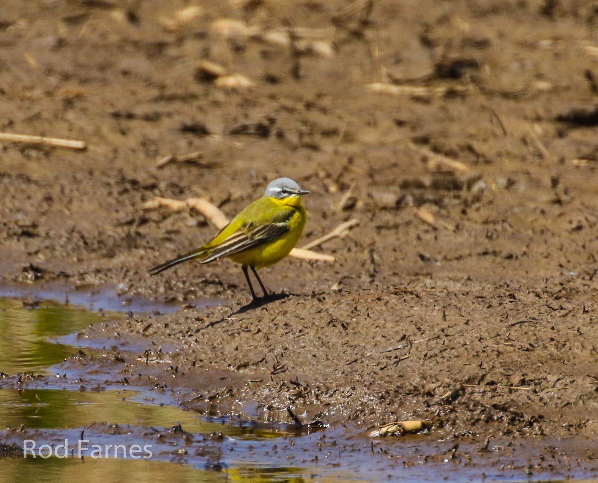 rodfarnes's tweet photo. Yellow Wagtail with grey blue head at Mz marsh this morning from standing stone. https://t.co/344sPQ9XIZ