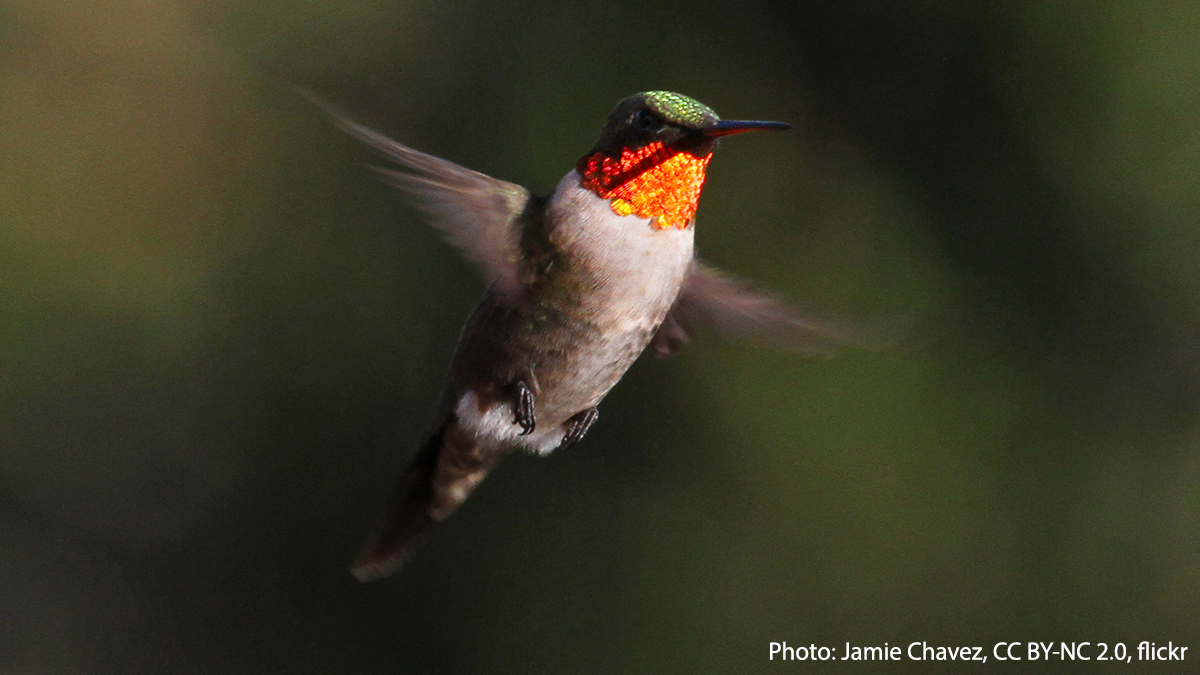 Small but mighty, the Ruby-throated Hummingbird can migrate far distances, from Canada to Costa Rica. It’s even been known to fly over the Gulf of Mexico in a single shot! The fast-fluttering bird can beat its wings more than 50 times a second.