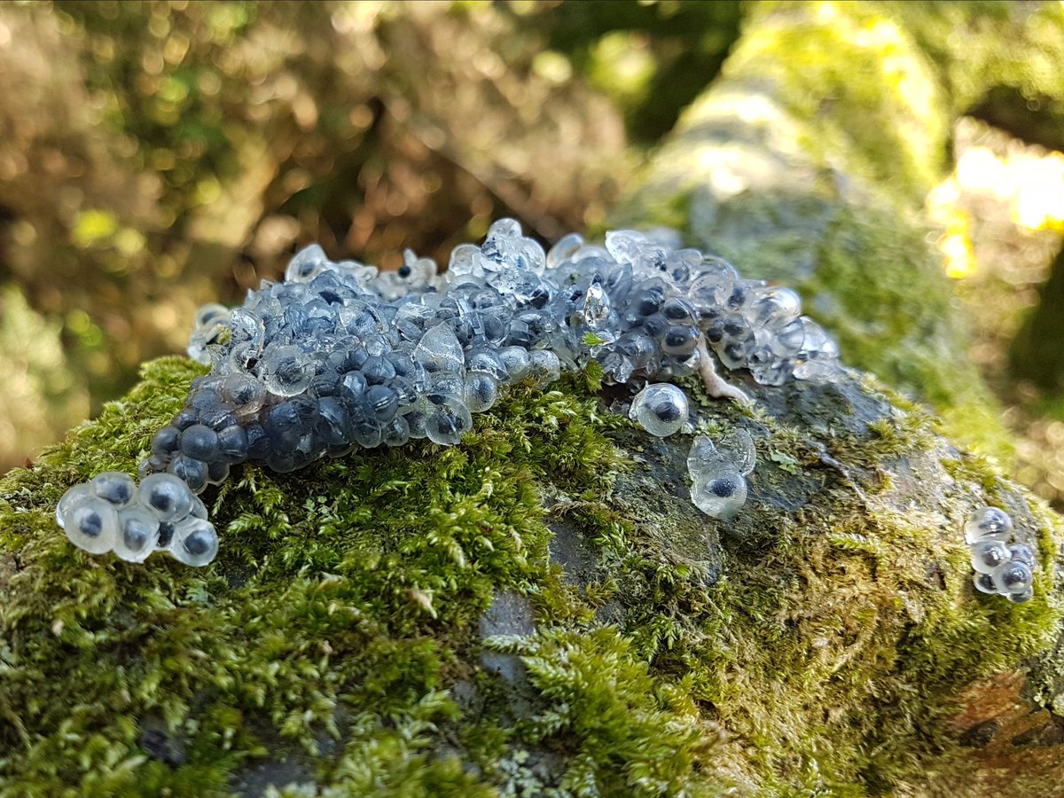 Wasn't expecting to find frogspawn on a Hawthorn branch whilst checking nest boxes <a href="/Bempton_Cliffs/">RSPB Bempton Cliffs</a> this afternoon. Any ideas what might have predated it? <a href="/ViperaDan/">Dan Lombard</a>