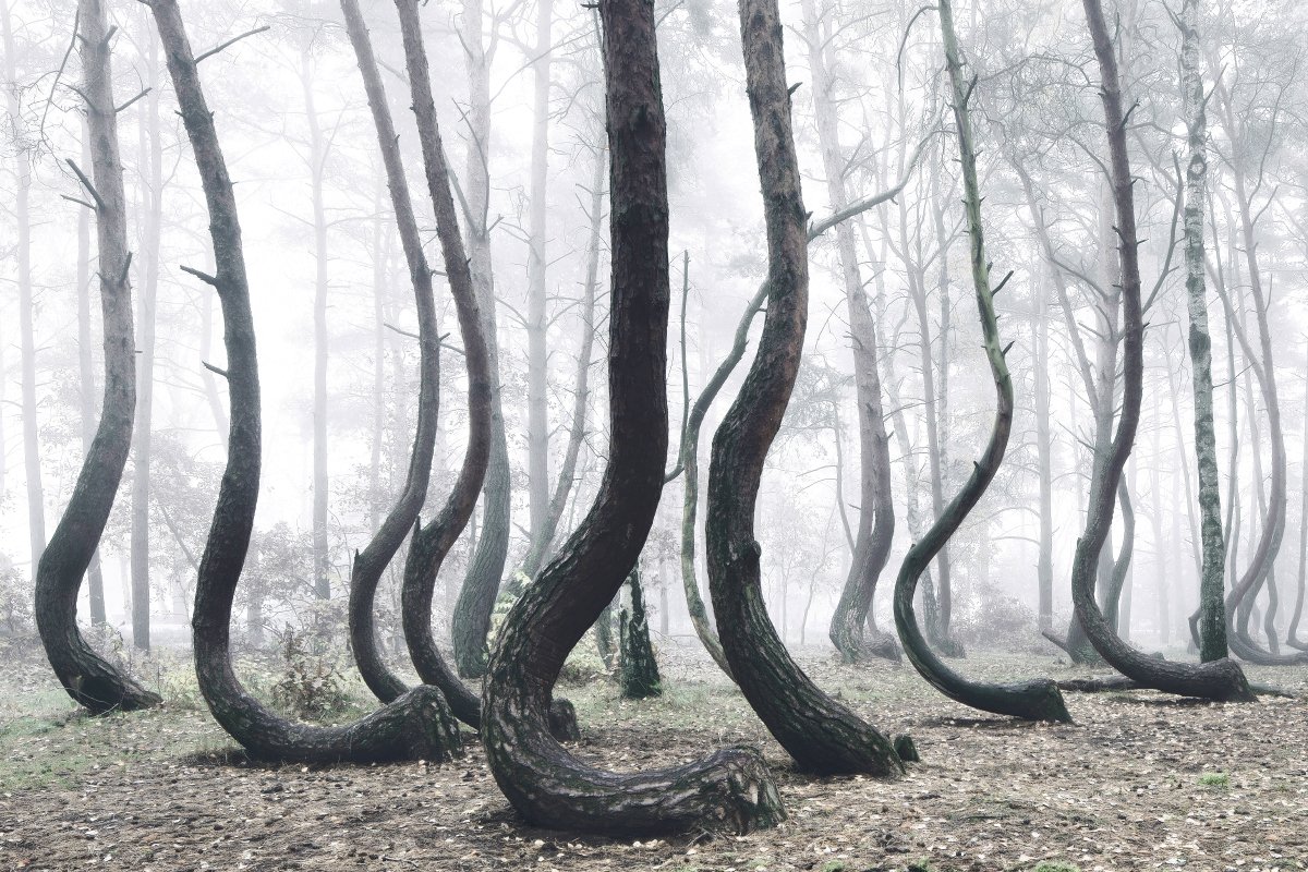 In a tiny corner of western Poland a forest of about 400 pine trees grow with a 90 degree bend at the base of their trunks - all bent northward. Surrounded by a larger forest of straight growing pine trees this collection of curved trees is a mystery. #DoSomeScience #ArborDay