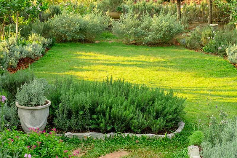 Gardeners_Path_'s tweet image. How to Start Your Own Herb Garden - with gardening options for everyone, whether it’s in the landscape or in raised beds, window boxes, or pots, learn how to start your own herb garden this spring on Gardener's Path. gardenerspath.com/plants/herbs/g… #herbgarden #growyourown