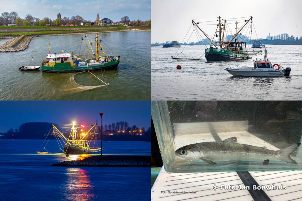 De Waal heeft weer jonge zalm #Tiel (delen wordt op prijs gesteld) - detielenaar.nl/nieuws/2021/04…