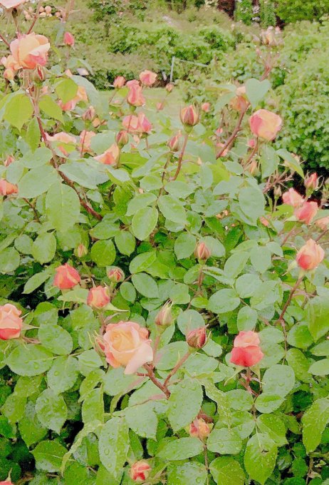 Twitterのコスプレ画像13