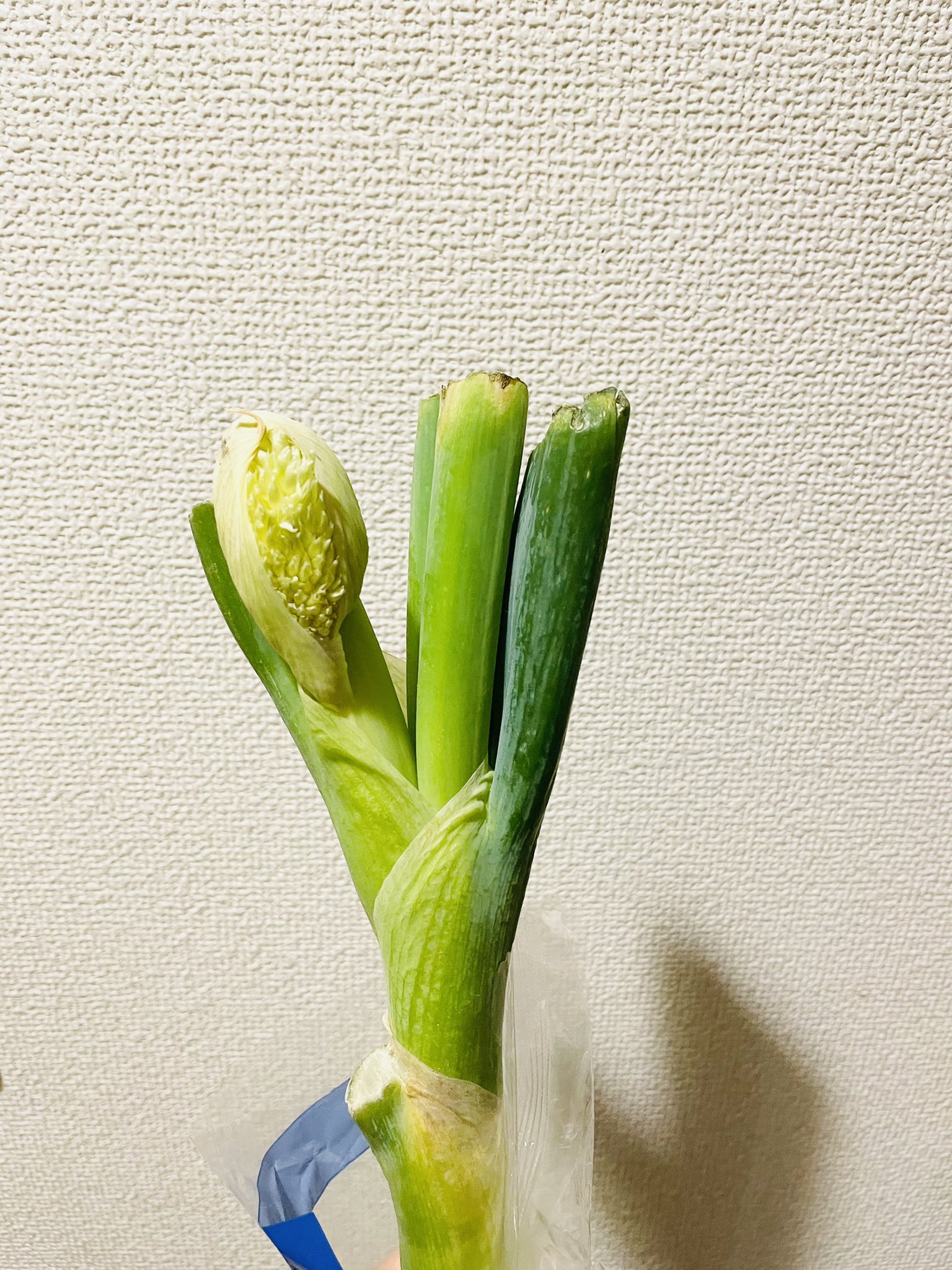Miyab ミヤビ V Twitter 5日前に買ったネギ 2本のうち1本しか使わず残りをずーっとキッチンの野菜置き場に放置してて 今ふと見たらネギ 坊主生まれそうになってる ネギって水も土もなくてもネギ坊主育つの えらいねぇ