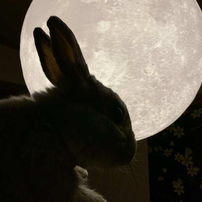 Yuji Shibasaki Photo 今日は満月ピンクムーン ピンク色って訳じゃないんですよね 月にいるうさぎさんもよく見えています T Co Z6gr4antzr Twitter