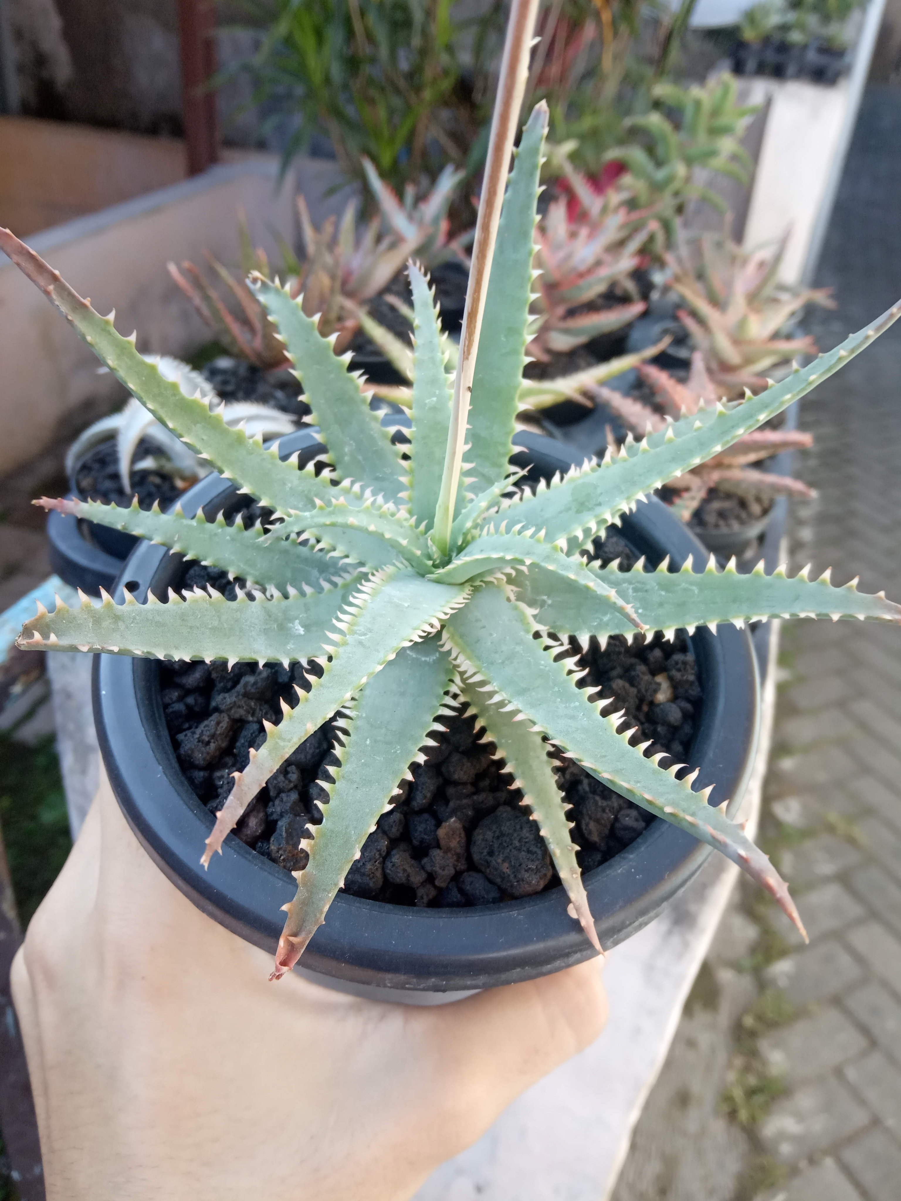 ハオルチア・アロエ TCT Aloe hyb Glorious dragon & Blue Gray TCT Aloe hyb Glorious dragon & Blue Gray | ハオルチア・アロエ