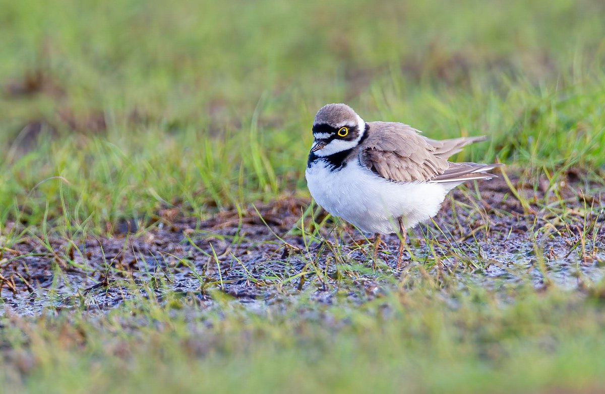 John Murphy tweet media