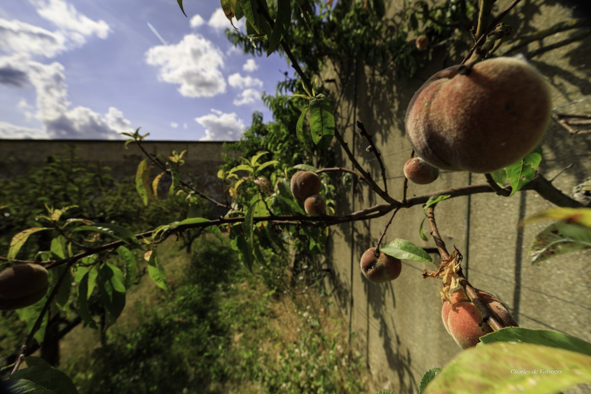 Célébrons la #journéeinternationale des #vergers créée à l’initiative d'ARGE Streuobst et de l’association écologiste @Umweltdachverb !
Photo : Charles de Valroger
#orchardseverywhere #streuobstistuberall #orchards #internationalorchardday #journeeinternationaledesvergers
