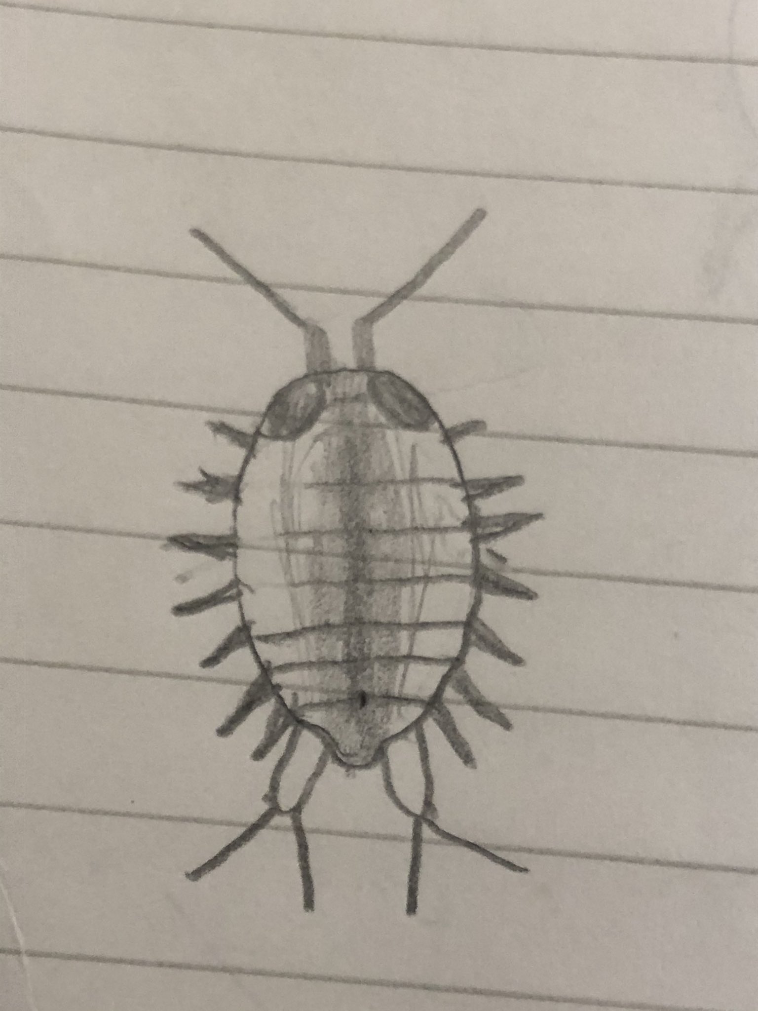 ふわふわふなむし あつ森のフナムシを描いた あつ森のフナムシは触角がすごく短いからキタフナムシっぽい ふわふわふなむし あつ森のフナムシを描いた あつ森のフナムシは触角がすごく短いからキタフナムシっぽい