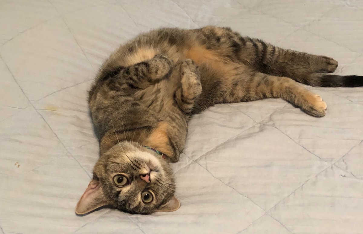 Happy #jellybellyfriday & #nationaltabbyday time to celebrate 🎉 #gladderstabby #CatsOfTwitter #CatsOnTwitter #cats #CuteCats #TabbyTroop #AlmostTheWeekend