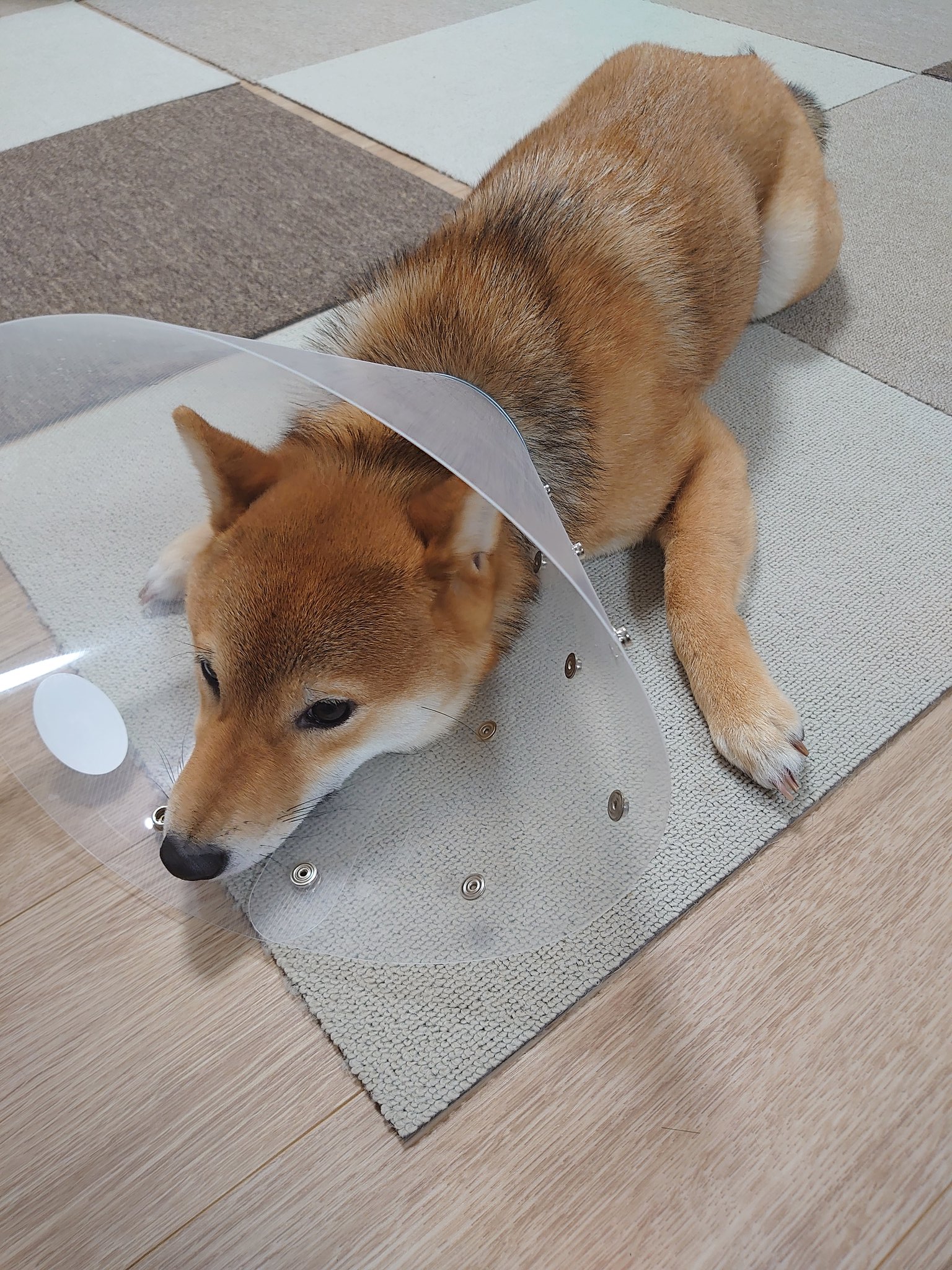 柴犬 ハル1才 Pyfwpfnkjlptjkw Twitter