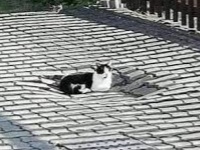 Fuller_Si's tweet photo. This keeps happening. How heavy are cats? https://t.co/eu9YeBbOSU