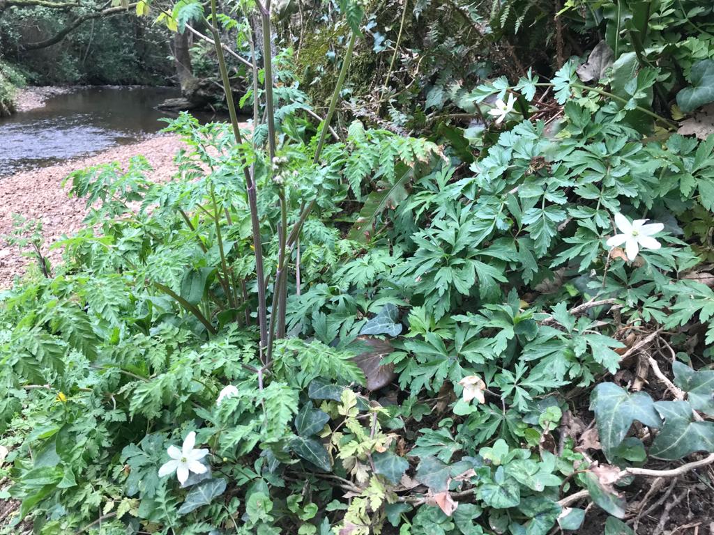 wildeastdevon's tweet photo. 📸Ranger Jon found this small remnant patch of wood anemone at #HonitonBottom on the riverbank last week

🌸These are slow-growing members of the buttercup family &amp; are an ancient woodland indicator that we find across many of our reserves including #HolyfordWoods

#wildeastdevon https://t.co/ZTDC7eHDub