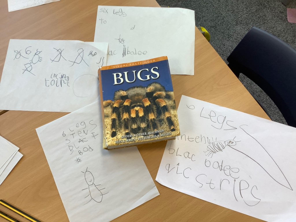 lakelandsprima1's tweet image. Today the children found a beetle in the classroom. We put it safely in a pot and looked at it closely with a magnifying glass. We talked about how it looked and drew pictures. We then spent some time looking through our bug book to see if we could identify it #EYFS #EYFSwriting