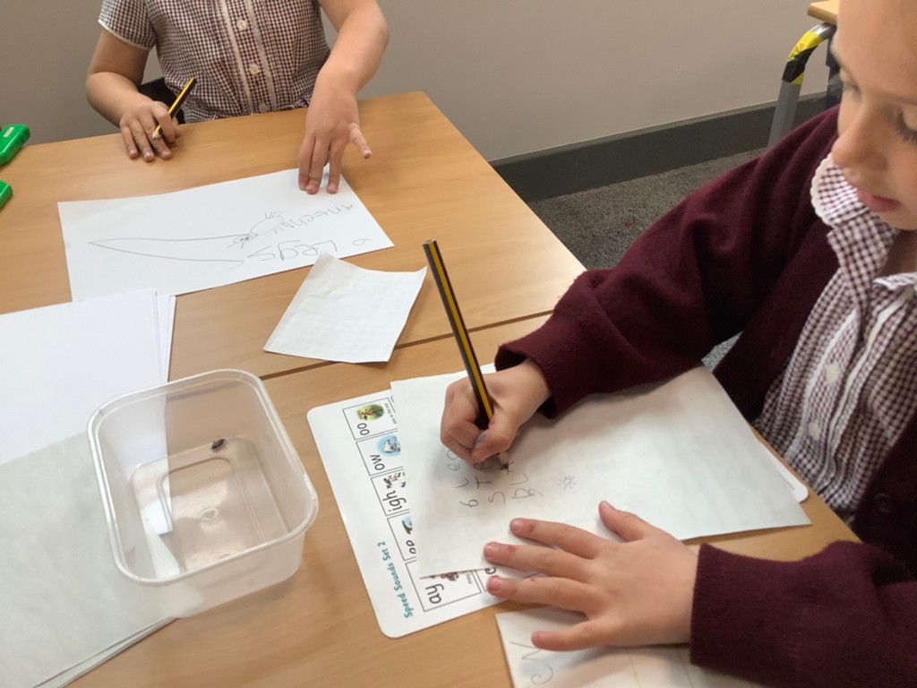 lakelandsprima1's tweet image. Today the children found a beetle in the classroom. We put it safely in a pot and looked at it closely with a magnifying glass. We talked about how it looked and drew pictures. We then spent some time looking through our bug book to see if we could identify it #EYFS #EYFSwriting