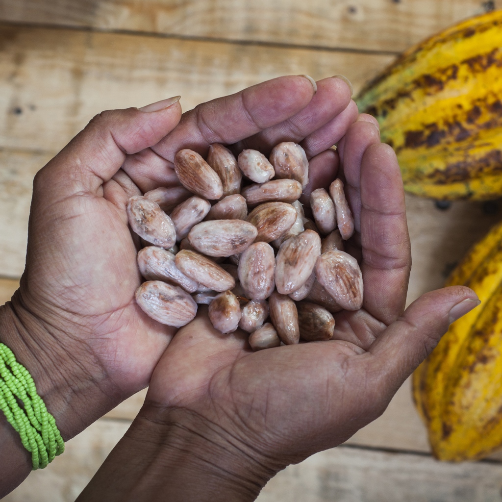 Verse_Chocolate's tweet image. This is what cocoa beans look like fresh from their pod. Covered in a sweet and fruity white pulp, the beans are fermented for 3-7 days. The fermentation process of cacao is directly related to the taste and sweetness of what becomes chocolate. #cacaofuit #knowthesource