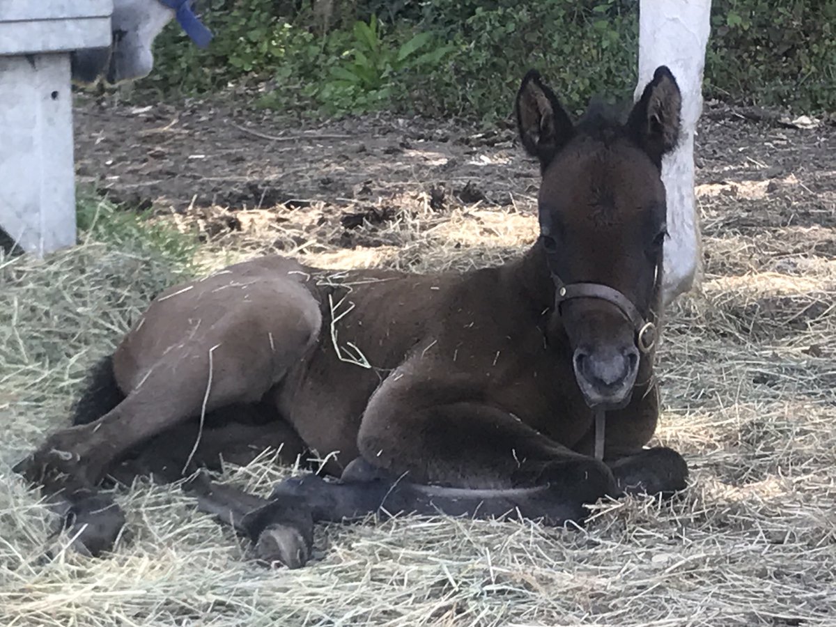 La relève #poneysaugalop courses de poneys. small Land Party Girl #Baptisteleclerc